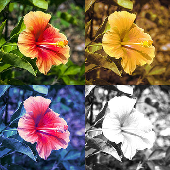 The Different Types of Color Blindness